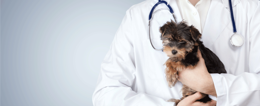 All Your Veterinary Supplies At The Click Of A Button